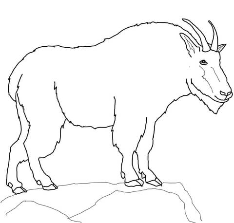 Mountain Goat Coloring Page